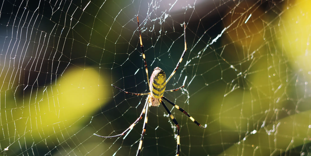 Spider Silk Is Strong Because It's Smart