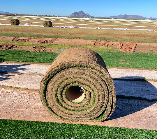 Super Bowl turf is grown locally specifically for the big game