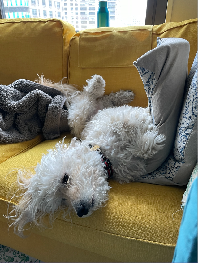 a dog on a couch