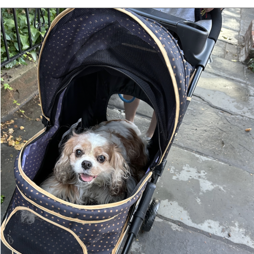 a cavalier king charles spaniel rides in a stroller down a rainy sidewalk, part of good housekeeping testing the best dog strollers