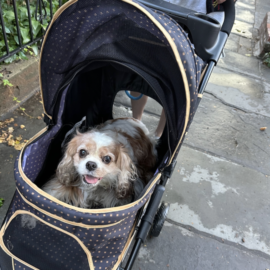 a cavalier king charles spaniel rides in a stroller down a rainy sidewalk, part of good housekeeping testing the best dog strollers
