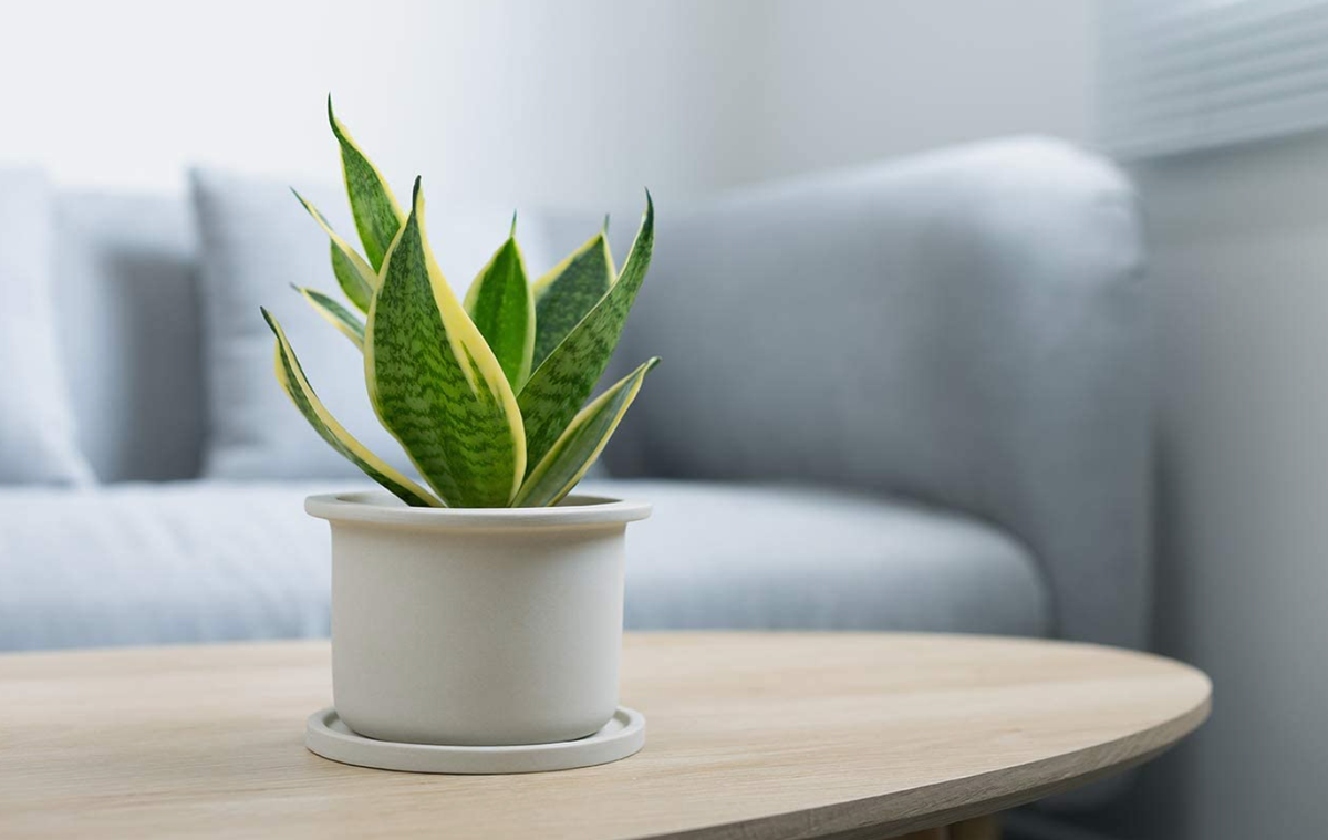 Study table plants discount