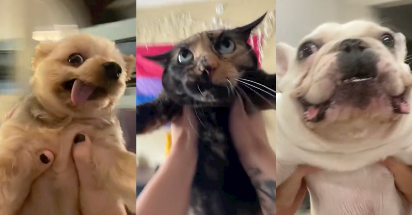  A TikTok Trend Where People Spin Their Pets to Taylor Swift's 