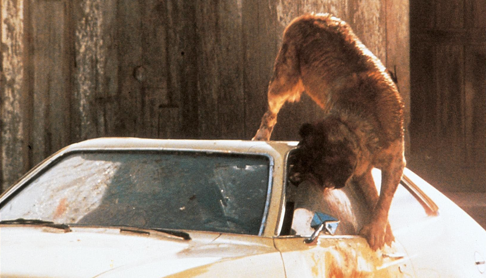 a monkey on top of a car a monkey on top of a car