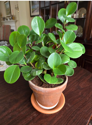 a potted plant on a table