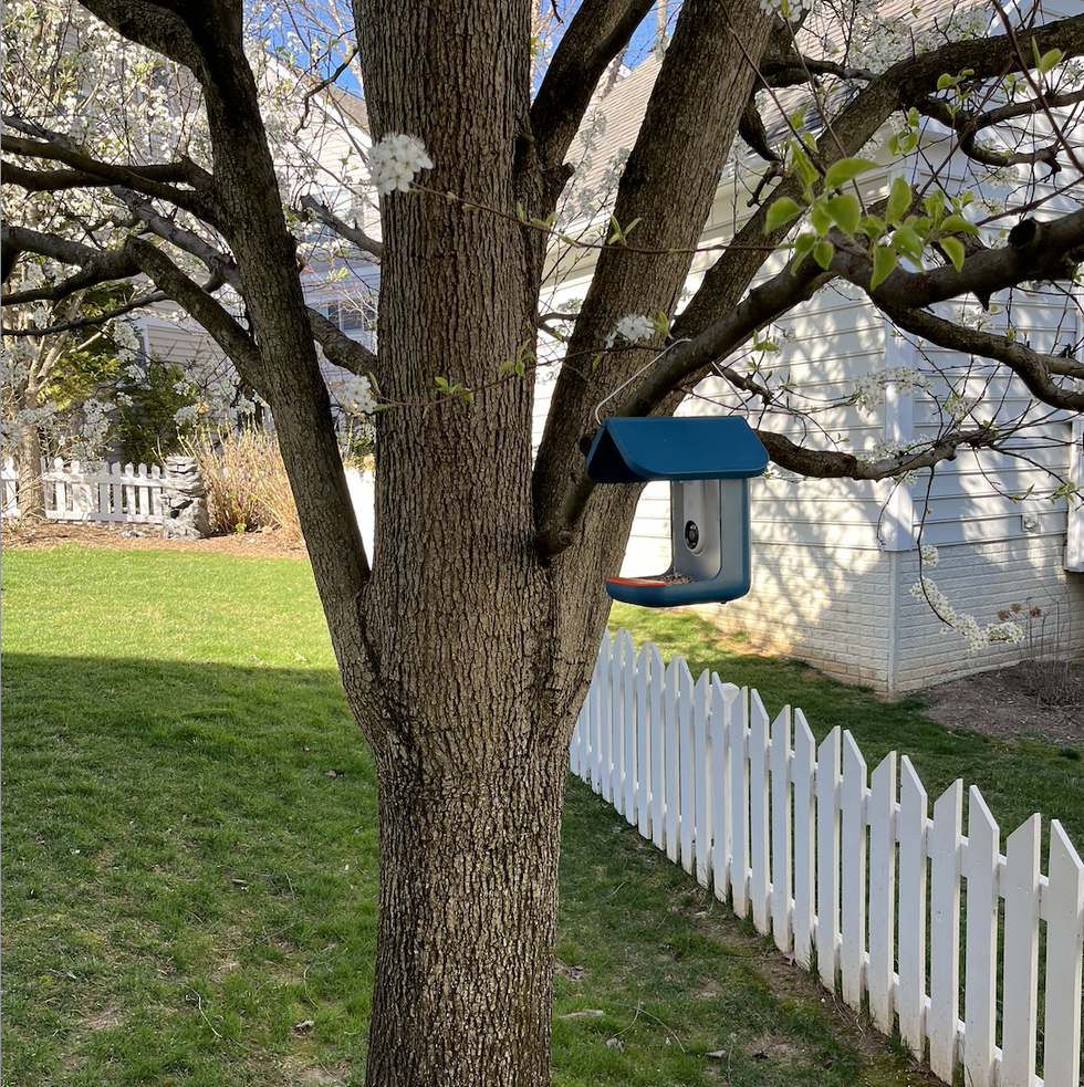 blue bird buddy smart bird feeder hanging from a tree limb in a backyard
