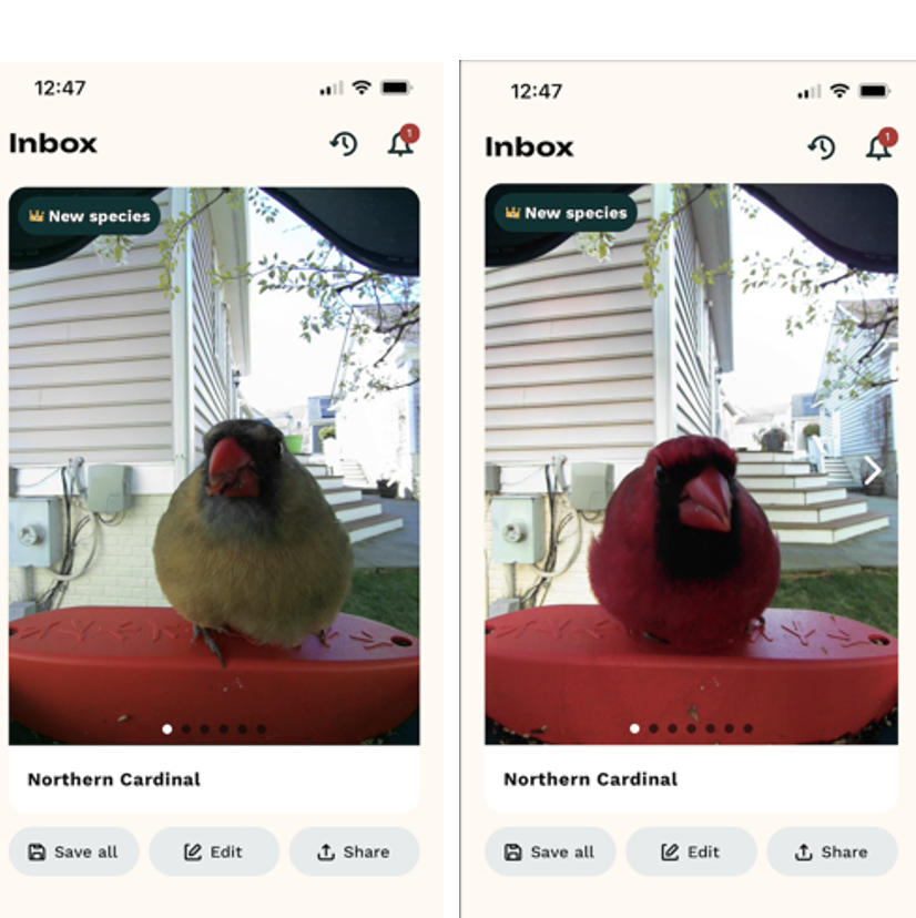 2 screenshots of birds, one red cardinal on the left, one yellow cardinal on the right, from the bird buddy smart bird feeder app