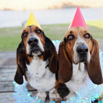 two dogs wearing party hats