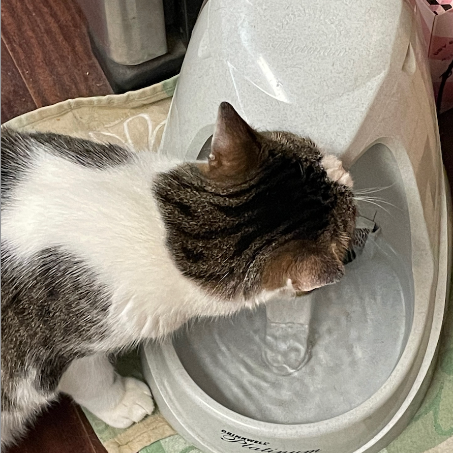 a cat drinks from a cat water fountain a white and tabby striped cat drinks from a cat water fountain, part of the good housekeeping tests for the best pet water fountains