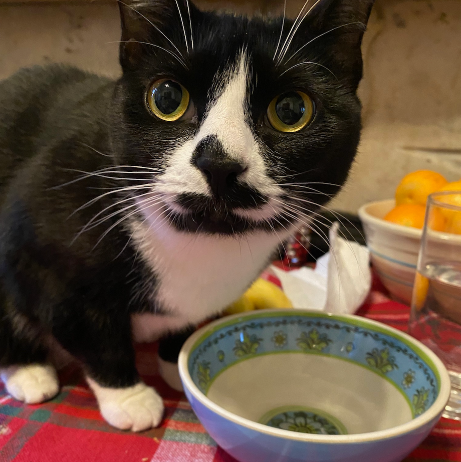 test to see if your cat would likely love a cat water fountain we ran water into a bowl to see if a cat would likely love a cat water fountain, black and white cat in front of a bowl and a glass of water, part of good housekeeping testing for the best pet water fountains