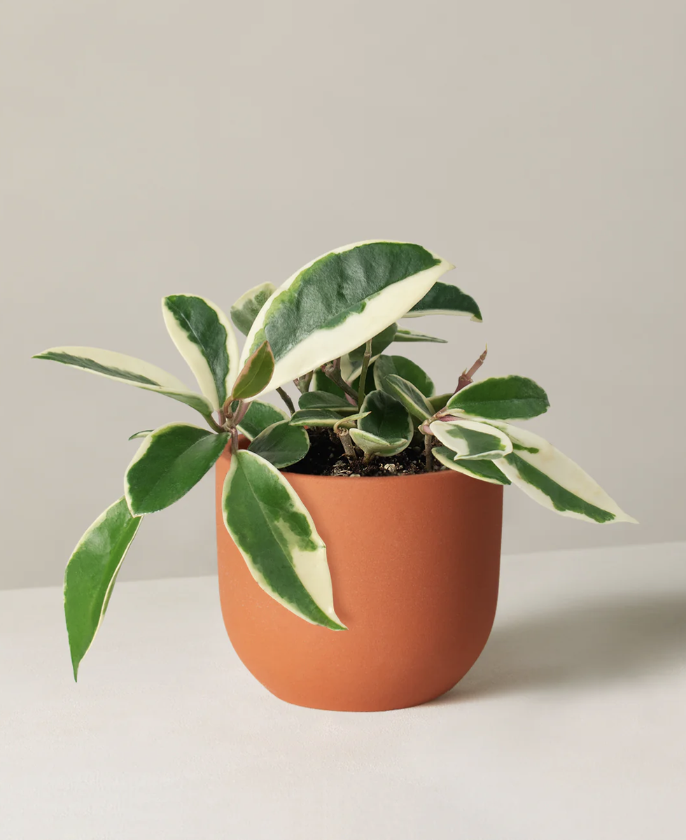 40 Cool Indoor Plants to Add to Your Home ASAP