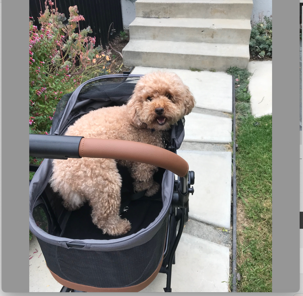 a brown curly dog rides safely harnessed in to a dog stroller, part of a good housekeeping story on the best dog strollers