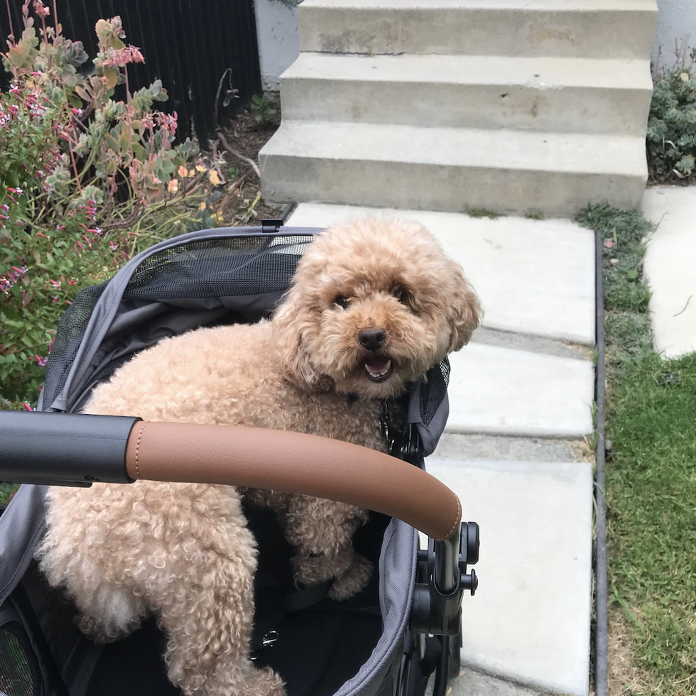 The 7 Best Dog Strollers of 2023, Tested and Reviewed