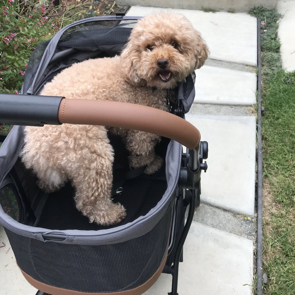 a brown curly dog rides safely harnessed in to a dog stroller, part of a good housekeeping story on the best dog strollers