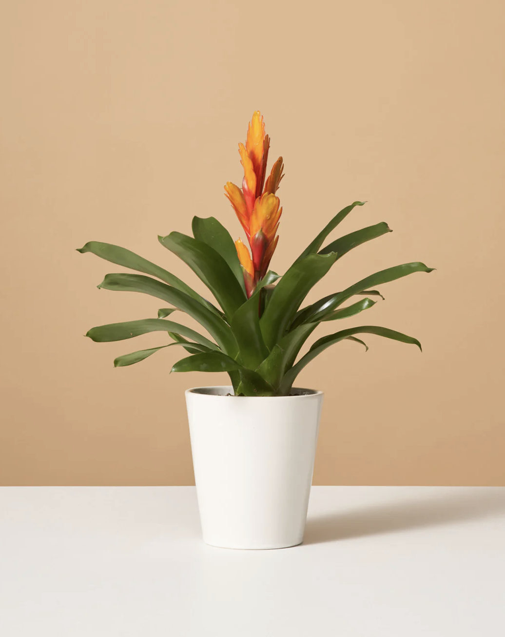 Aloe Vera Plant – Gifting Hat