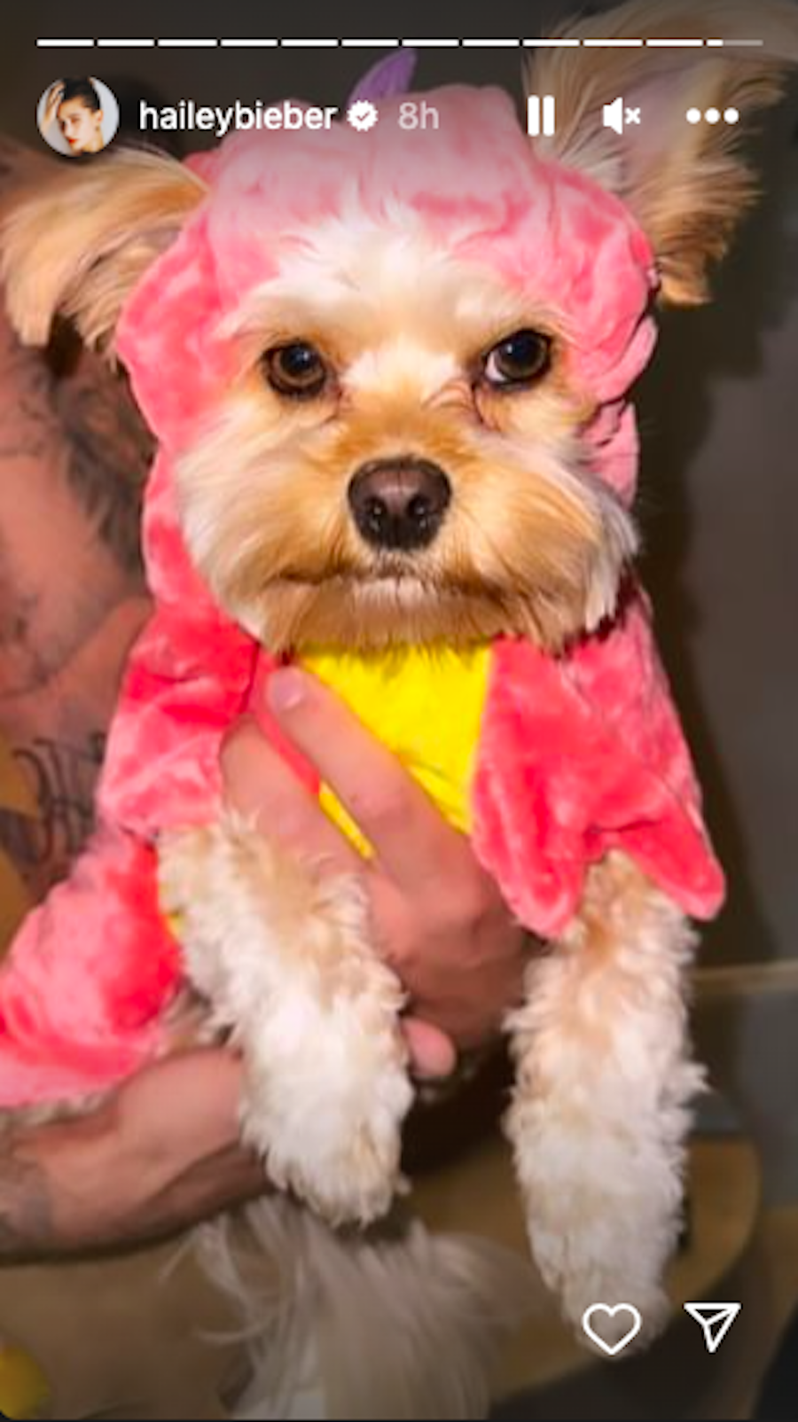 a dog wearing a pink shirt