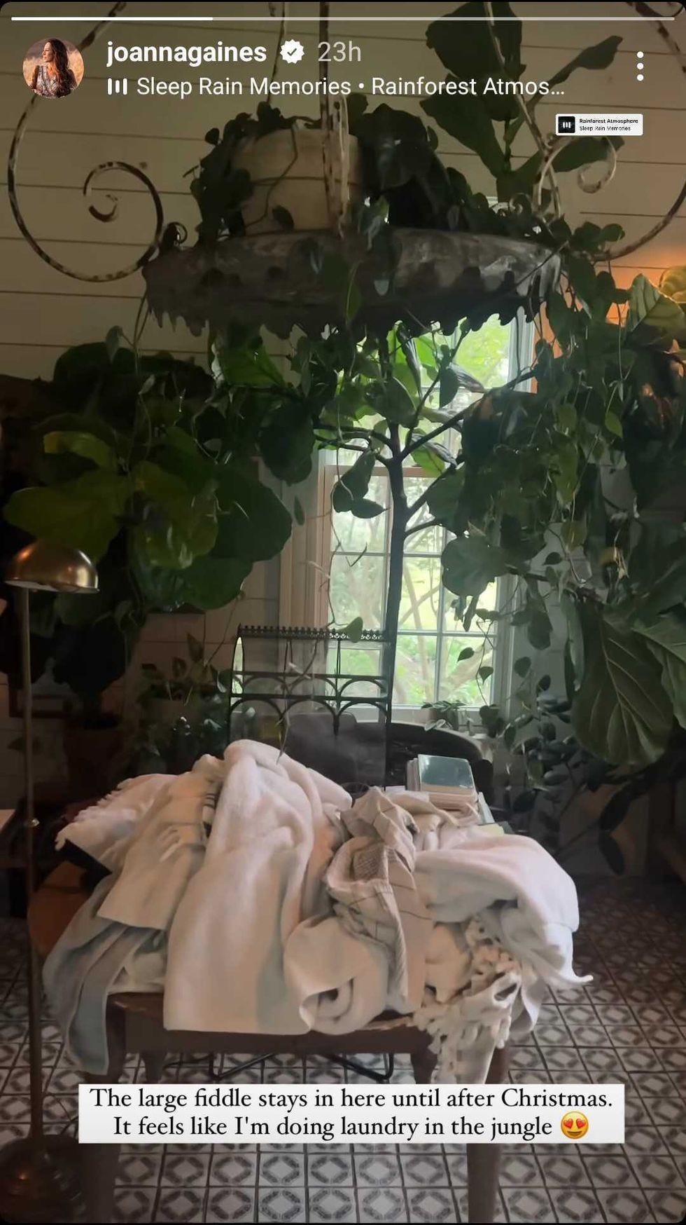 a plant on the table
