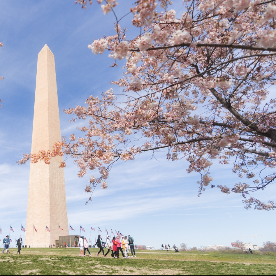 cherry blossoms washington dc washington monument