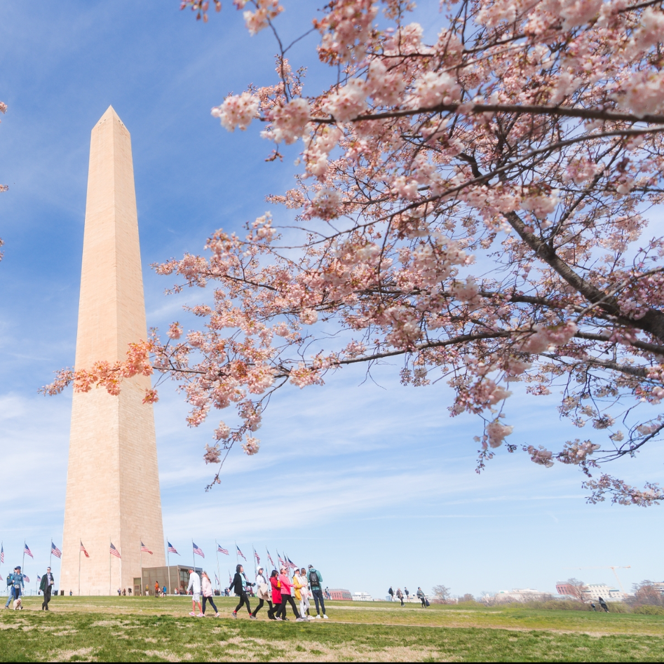cherry blossoms washington dc washington monument cherry blossoms washington dc washington monument