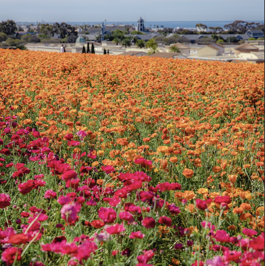 a field of flowers carlsbad california