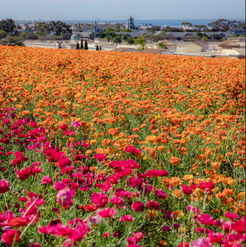 a field of flowers carlsbad california