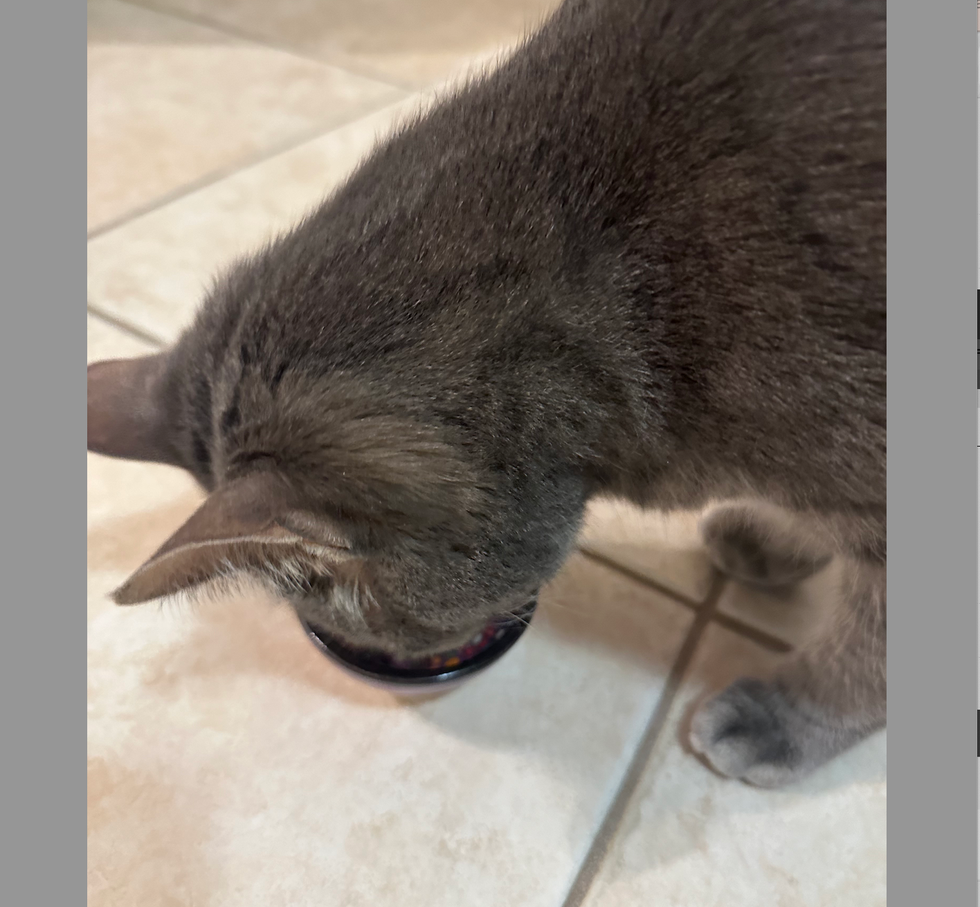 a gray cat enjoys a treat from a tiny bowl, part of testing cat treats for good housekeeping