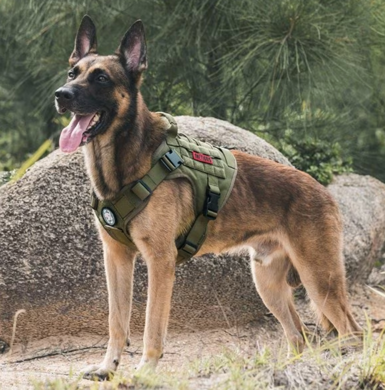 german shepherd in a green tactical dog harness standing in front of a rock, part of a good housekeeping list of the best dog harnesses
