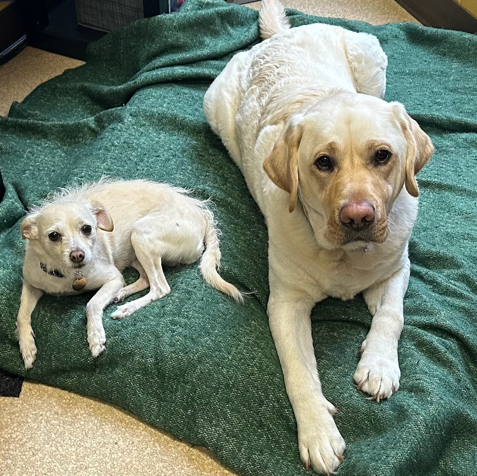 Two dogs waiting for their dog treats a small white dog and a large white dog, both on a green blanket, part of a good housekeeping story on the best dog treats