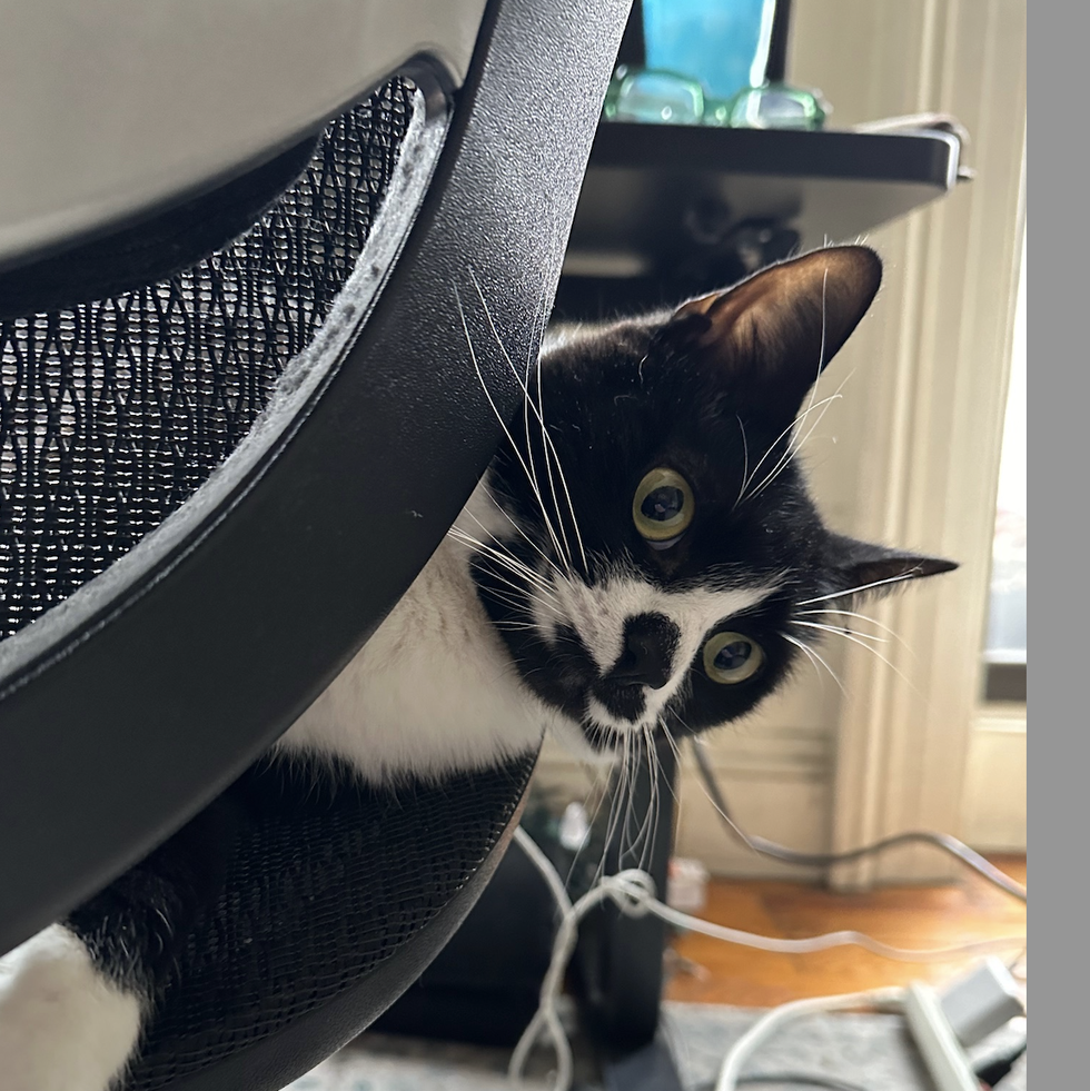 a black and white cat on a desk chair