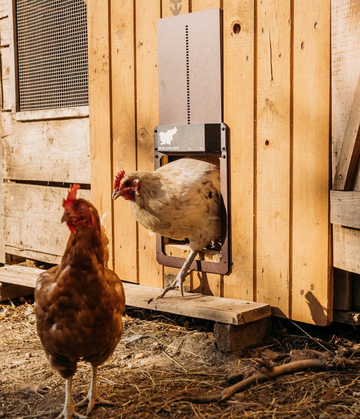 a chicken coming out of a coop door