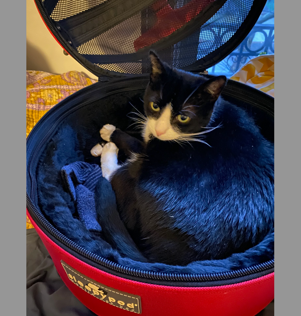 lab pros for the good housekeeping institute tested cat carriers at home, this shows a black and white cat curled up in a sleepypod cat carrier