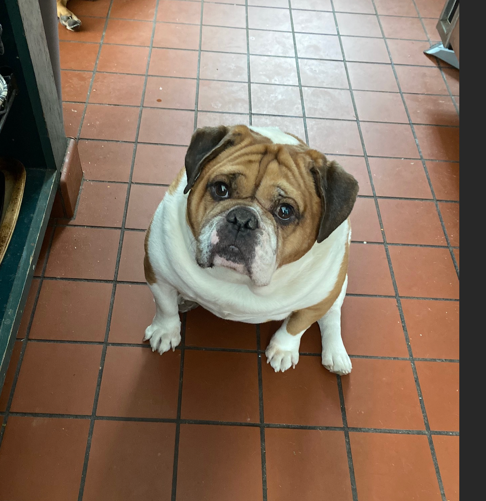 a bulldog waits for his meal