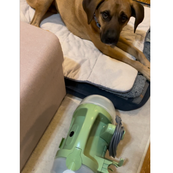 GH Testing of Best Carpet Cleaners for Pets - Bissell Little Carpet CleanerGreen green carpet cleaner next to a brown dog