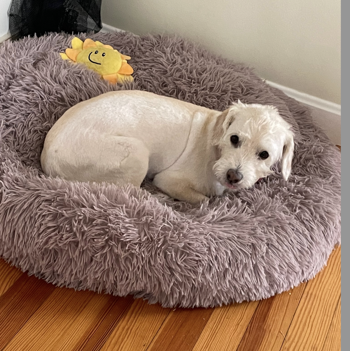 Best little thing calming dog bed hotsell