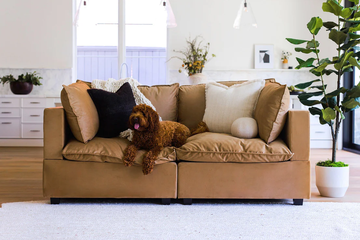 best pet friendly couches