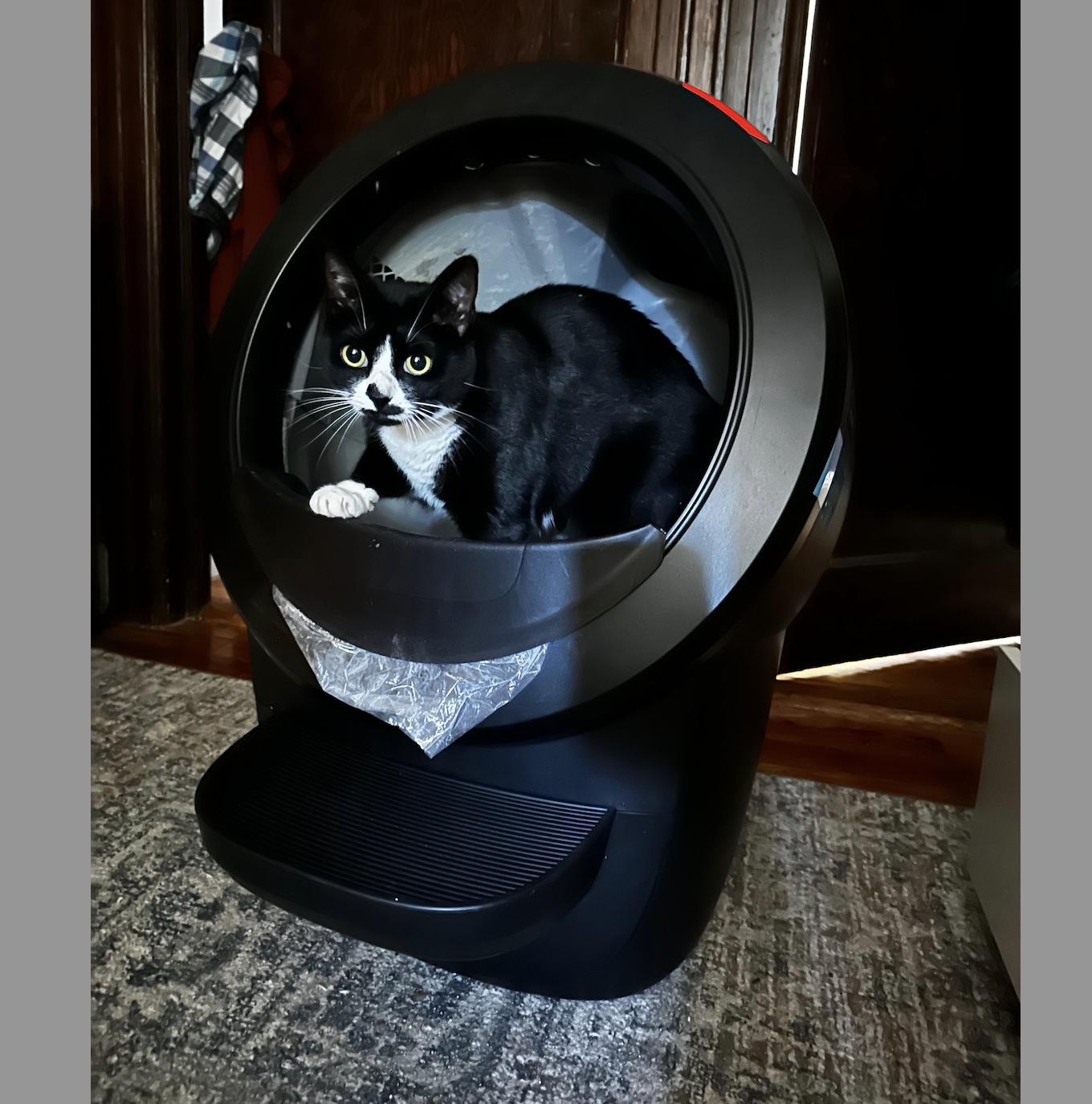 Litter Robot 4 Review 2024 Tested in a Small Home With 2 Cats