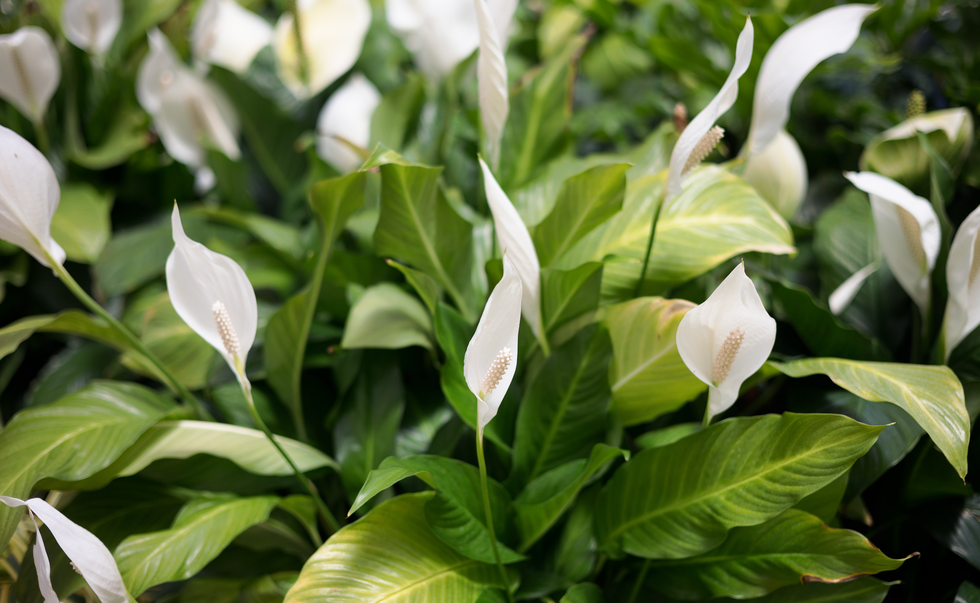 peace lilly