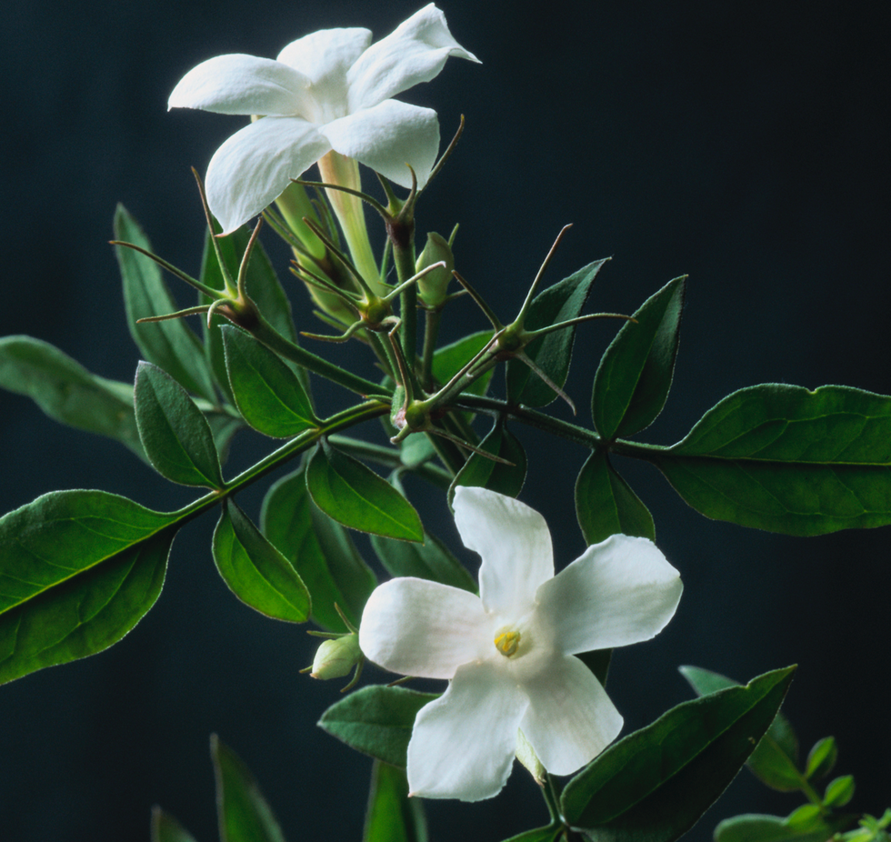jasmine