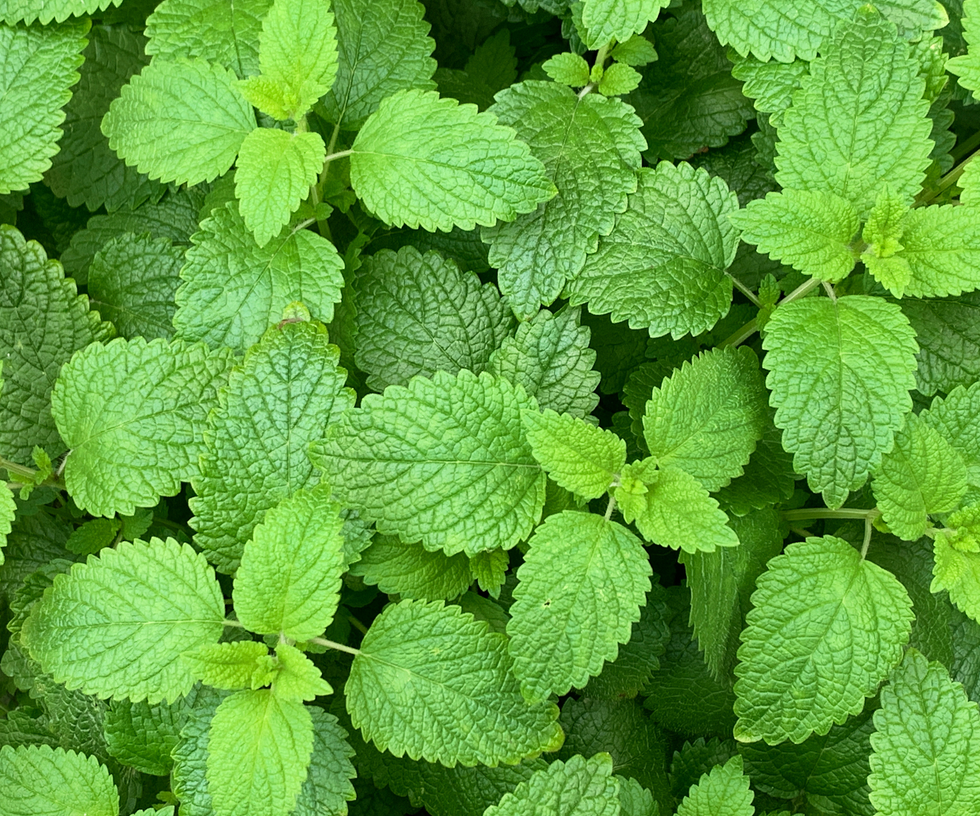lemon balm