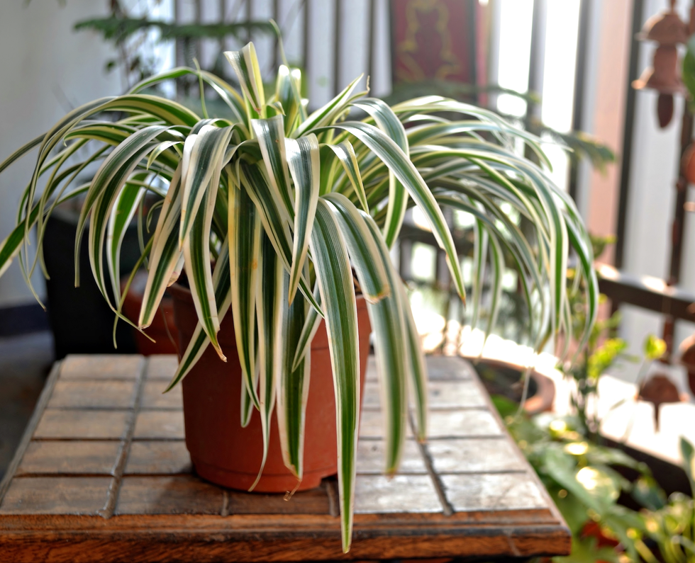 spider plant