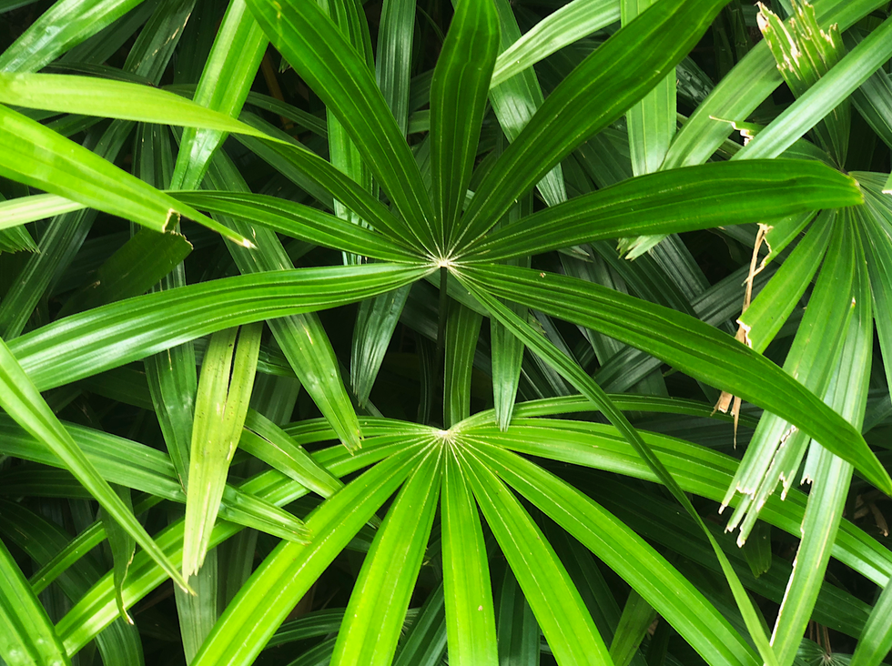 bamboo palm