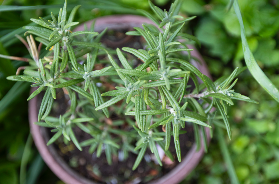 rosemary