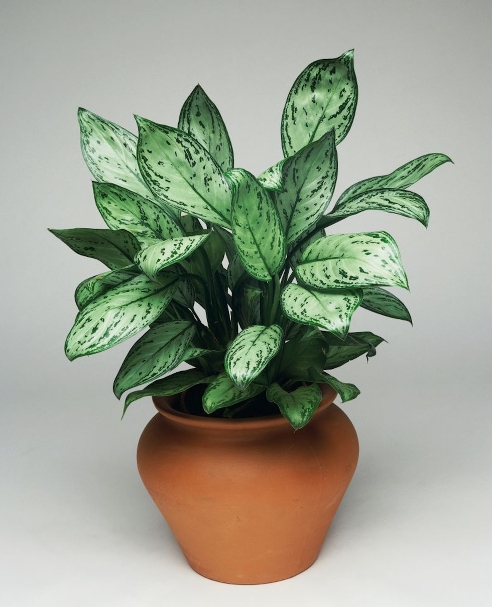 chinese evergreen plant