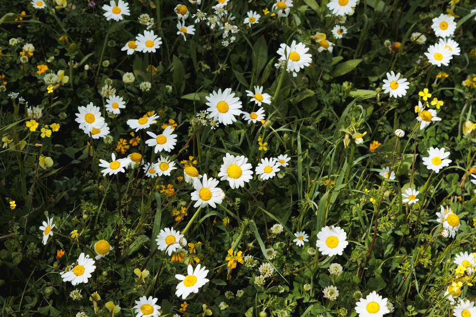 chamomile plant