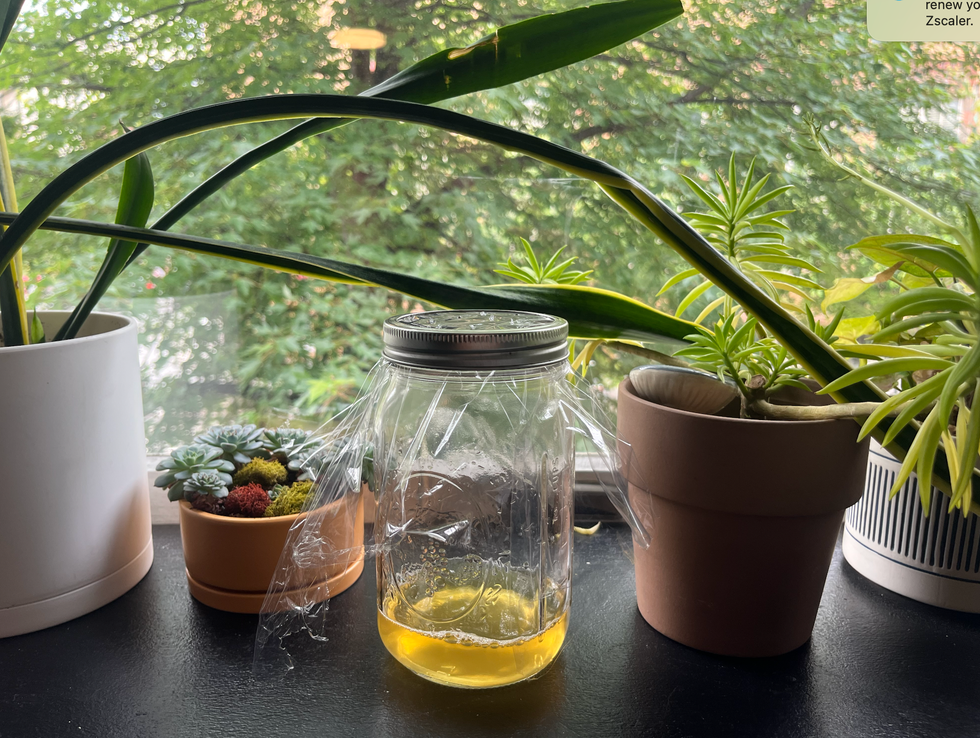 homemade fly trap