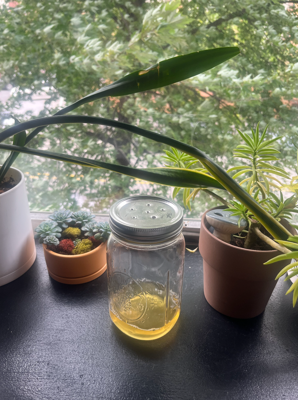 homemade fly trap in mason jar