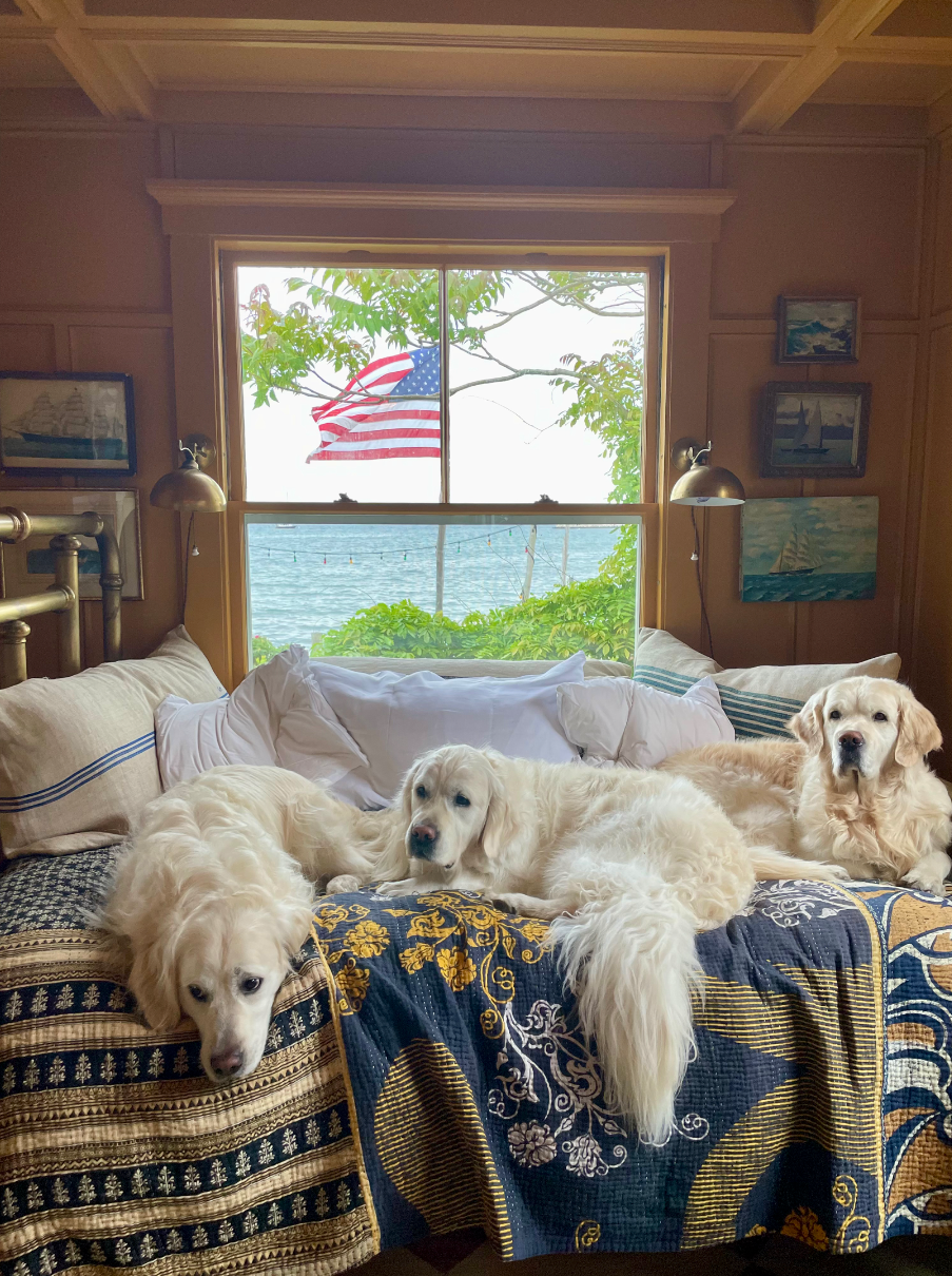 dogs
