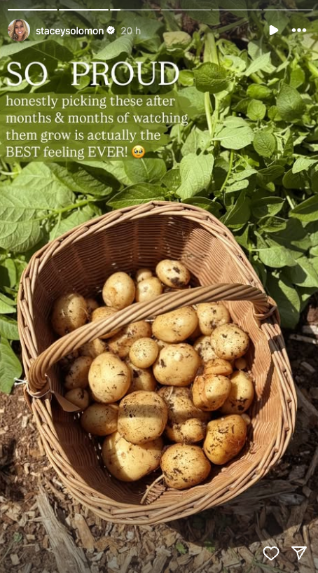 harvested potatoes in a basket surrounded by plants
