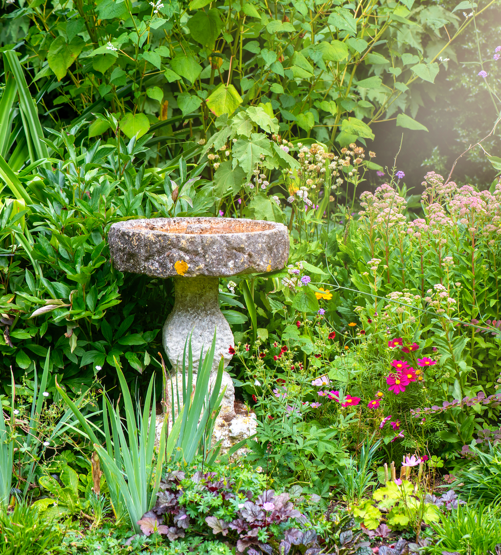 bird bath
