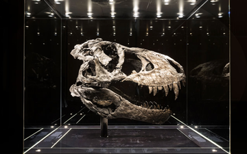 t. rex fossiel in duitsland